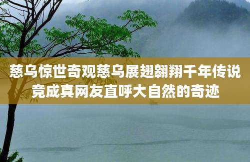 慈乌惊世奇观慈乌展翅翱翔千年传说竟成真网友直呼大自然的奇迹